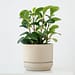 Plant pot texture