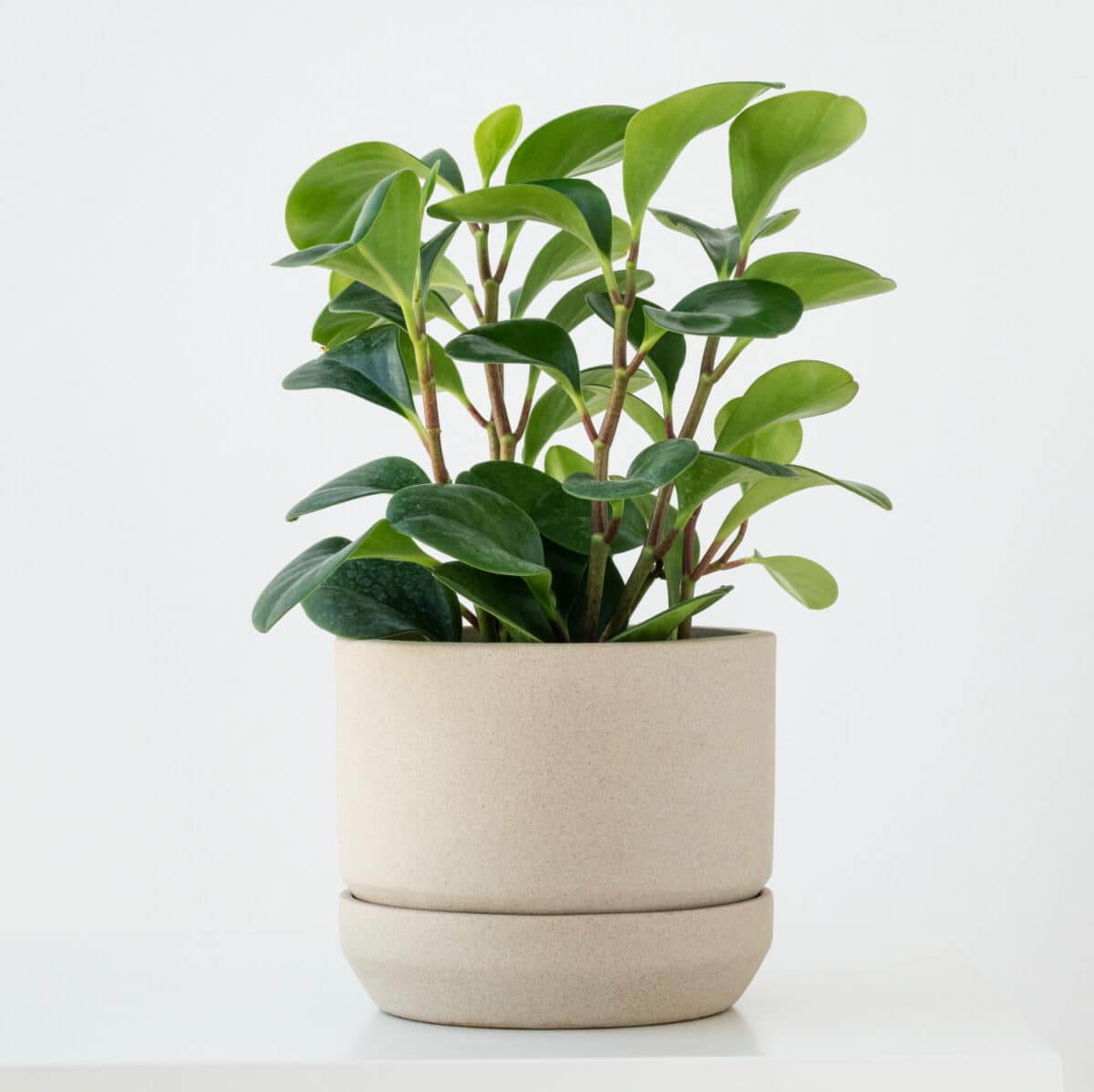Plant pot texture